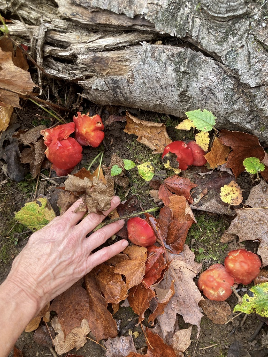 Toadstools 